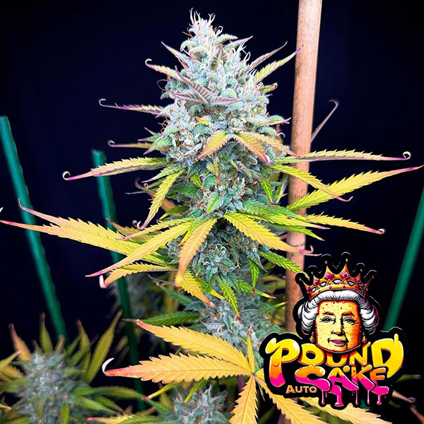 Auto Pound Cake Feminised