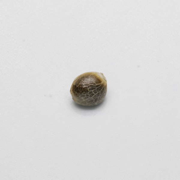 Alpujarrena Feminised seeds