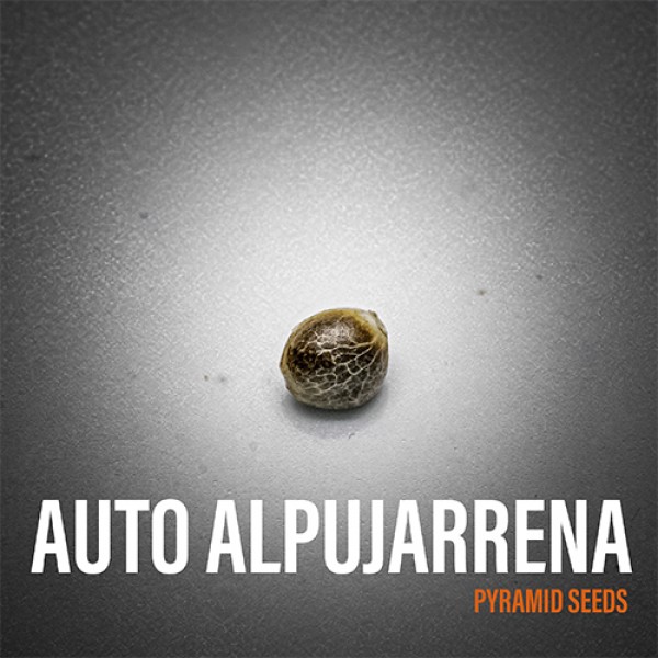 Alpujarrena Feminised seeds