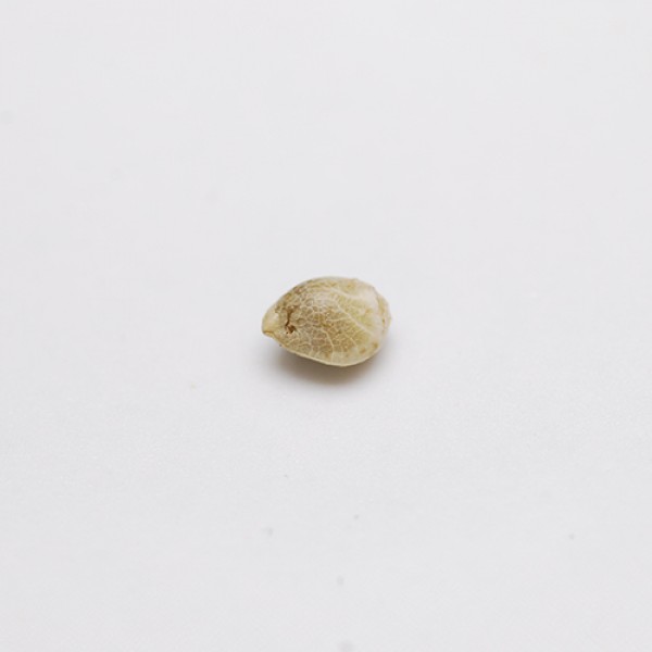 Auto Anesthesia Feminised seeds