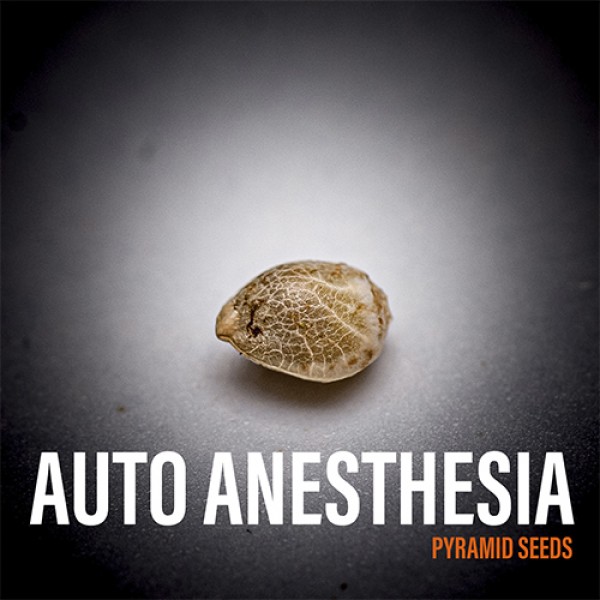 Auto Anesthesia Feminised seeds