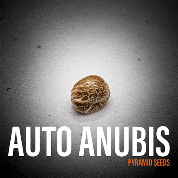 Auto Anubis Feminised seeds