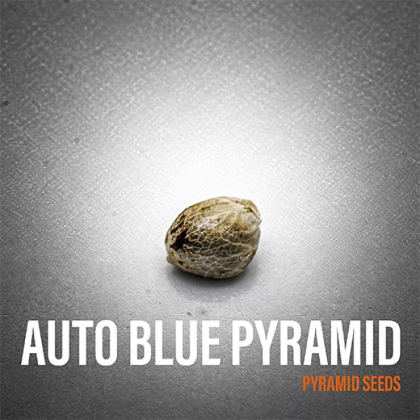 Auto Blue Pyramid Feminised seeds