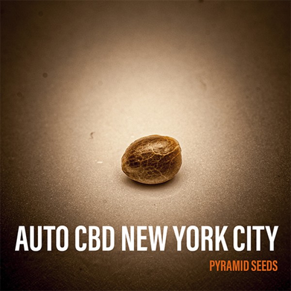 Auto CBD New York City Feminised seeds