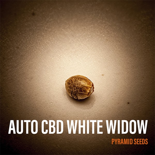 Auto CBD White Widow Feminised seeds