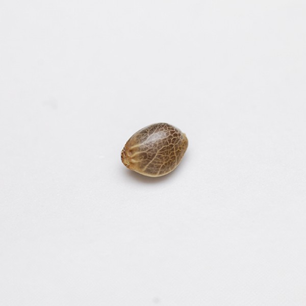 Auto Fresh Candy Feminised seeds