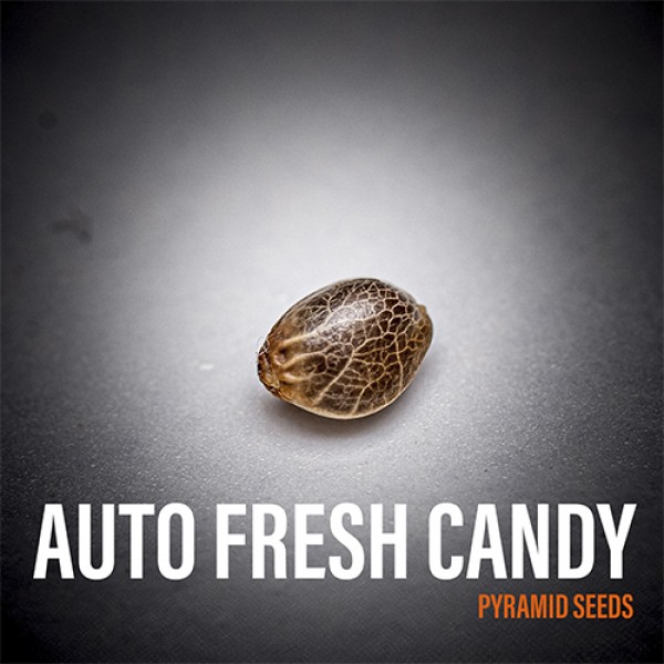 Auto Fresh Candy Feminised seeds