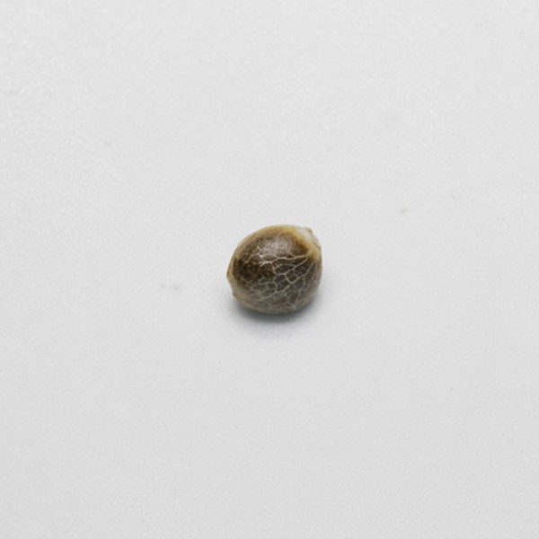 Auto Galaxy Feminised seeds