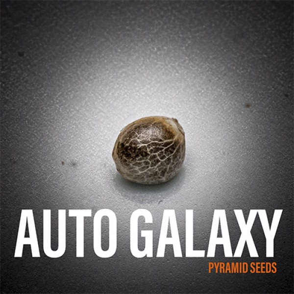 Auto Galaxy Feminised seeds