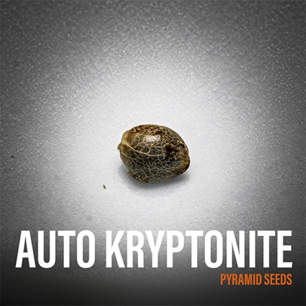 Auto Kryptonite Feminised seeds