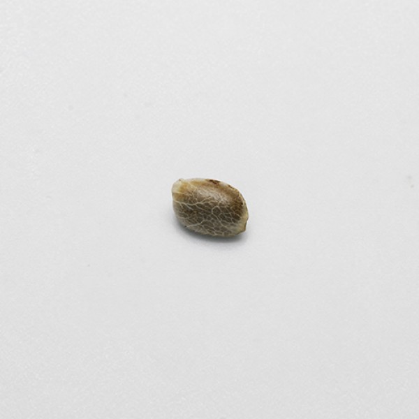 Auto Lennon Feminised seeds