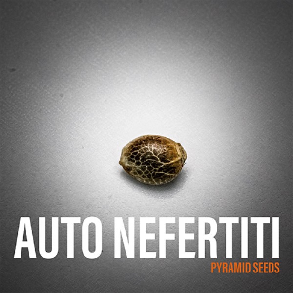 Auto Nefertiti Feminised seeds