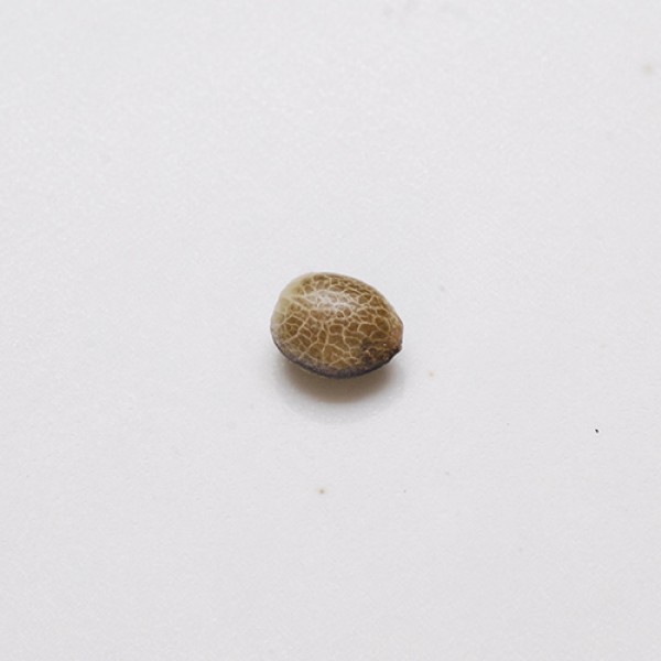 Auto Purple Feminised seeds