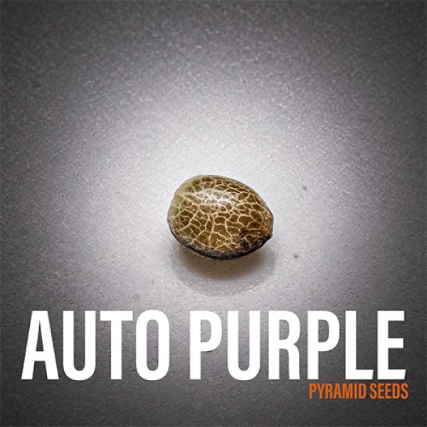 Auto Purple Feminised seeds
