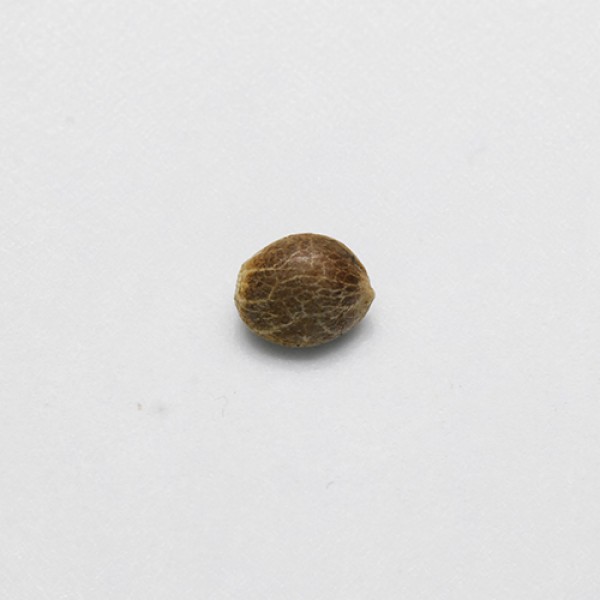 Auto Shark Feminised seeds