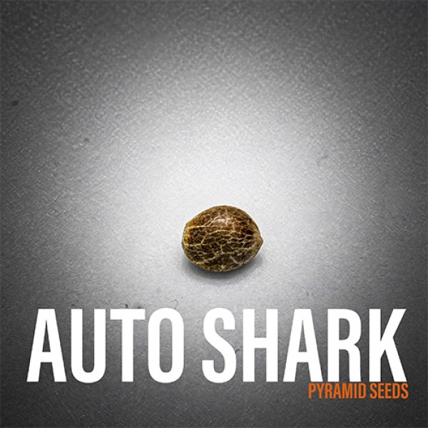 Auto Shark Feminised seeds