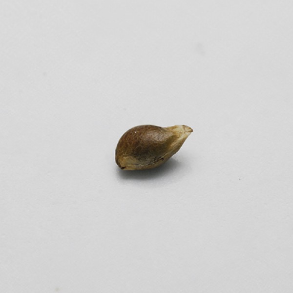 Auto Super Hash Feminised seeds