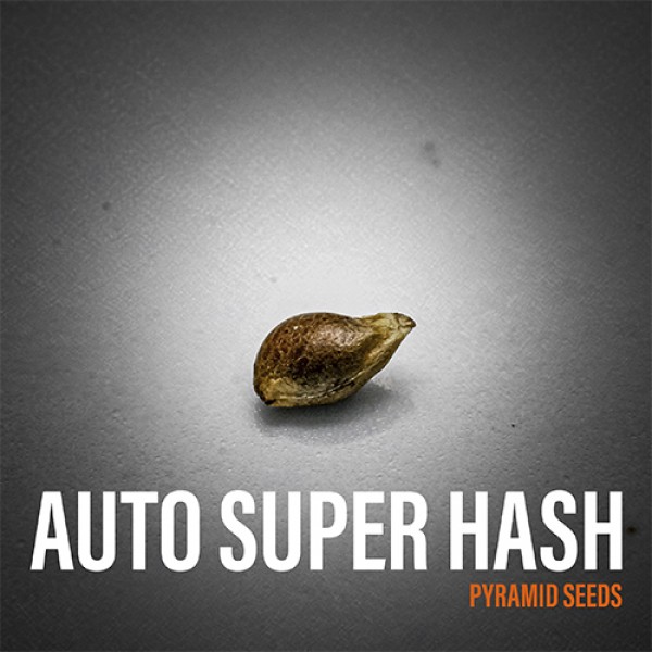 Auto Super Hash Feminised seeds