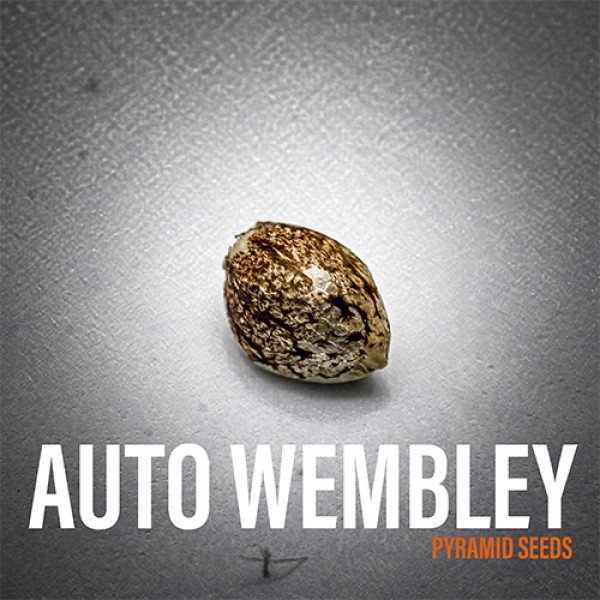 Auto Wembley Feminised seeds