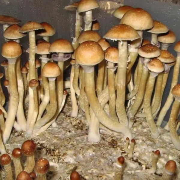 Mushroom spores Burma