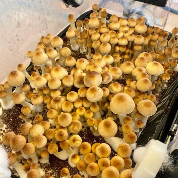 Mushroom spores Golden Teacher