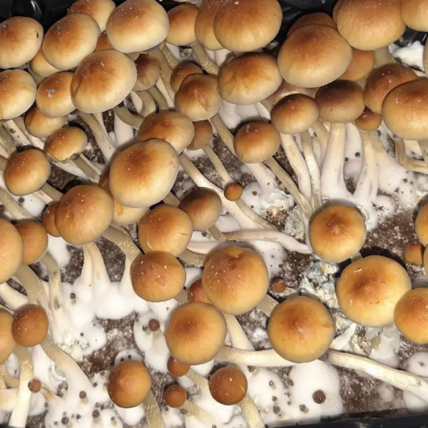 Mushroom spores of Jedi Mind Fuck