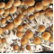 Mushroom spores of Jedi Mind Fuck