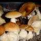 Спори грибів PF Red Spore Спори грибів PF Red Spore
