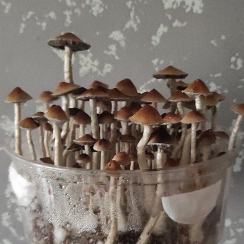 Mushroom spores of Pink Buffalo