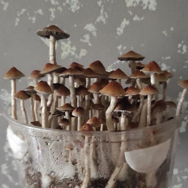 Mushroom spores of Pink Buffalo