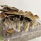 Mushroom spores of Tapalpa
