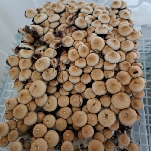 Mushroom spores of Thai