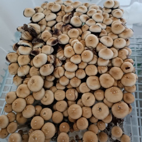 Mushroom spores of Thai