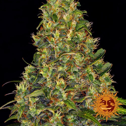 Насіння Auto Amnesia Haze Feminised