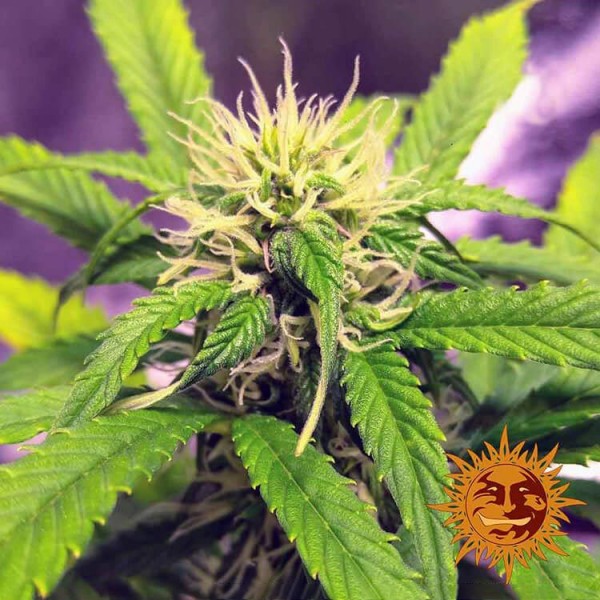 Насіння Auto Blueberry Cheese Feminised