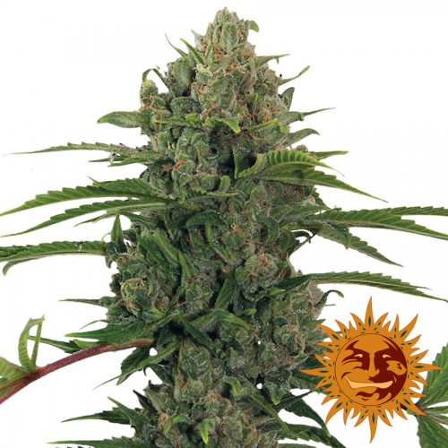 Auto Critical Kush Feminised