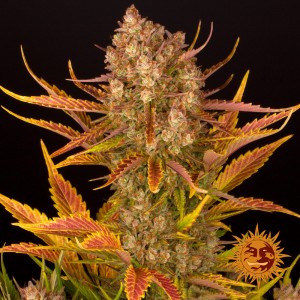 Auto Dos Si Dos Feminised