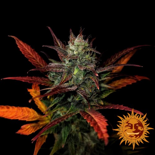 Auto Glue Gelato Feminised