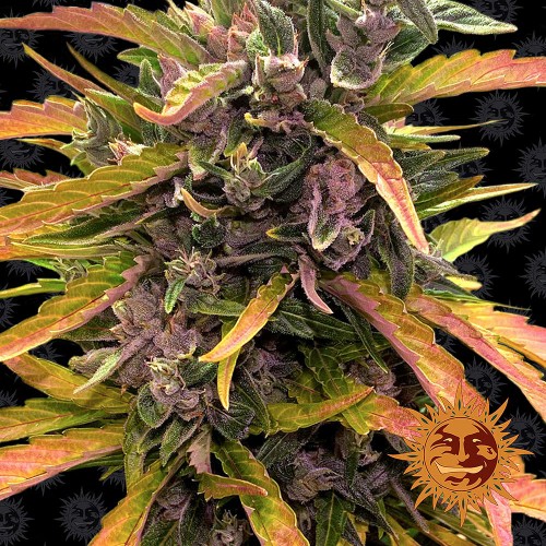 Насіння Auto Gorilla Glue Feminised