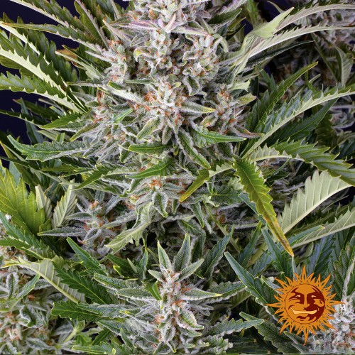 Насіння Auto Gorilla Zkittlez Feminised