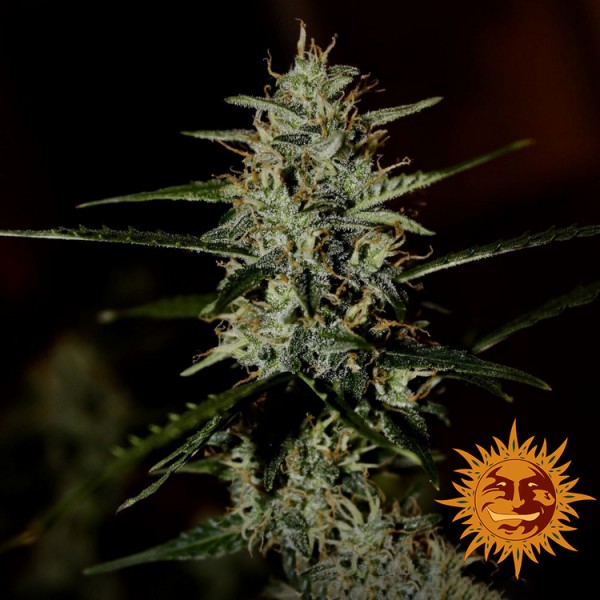 Насіння Auto LSD Feminised