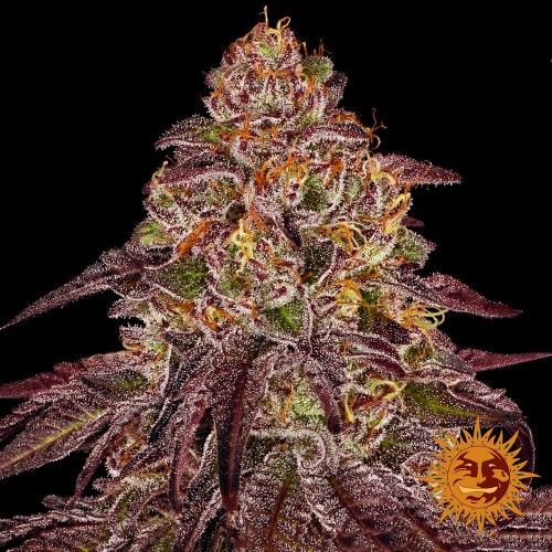 Насіння Auto Mimosa x Orange Punch Feminised