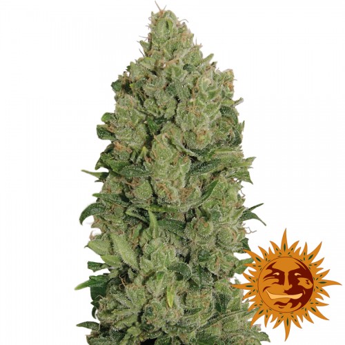 Auto NYC Diesel Feminised
