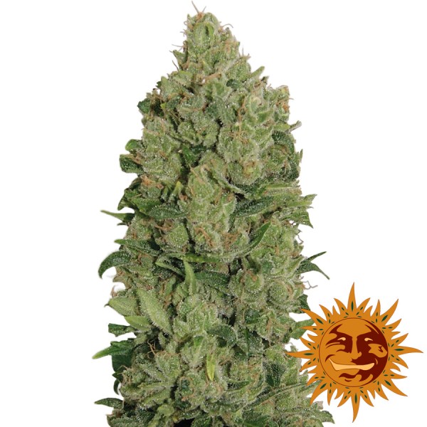 Auto NYC Diesel Feminised