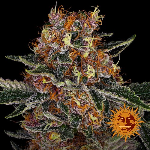 Насіння Auto Purple Punch Feminised