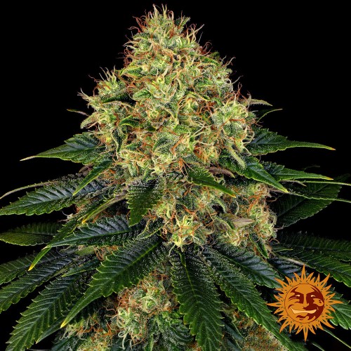 Насіння Auto Skywalker OG Feminised