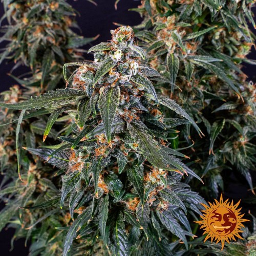 Насіння Auto Strawberry Cheesecake Feminised