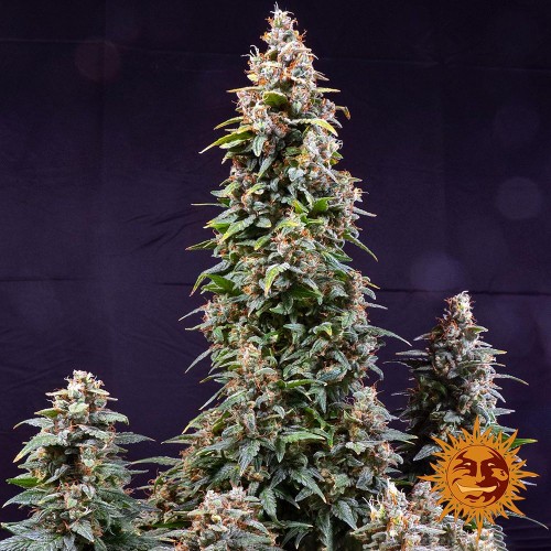 Auto Watermelon Zkittlez Feminised