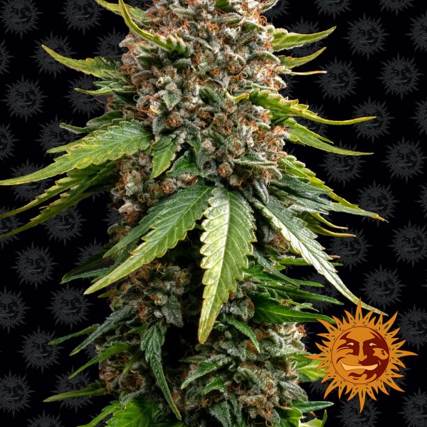 Auto White Widow XXL Feminised