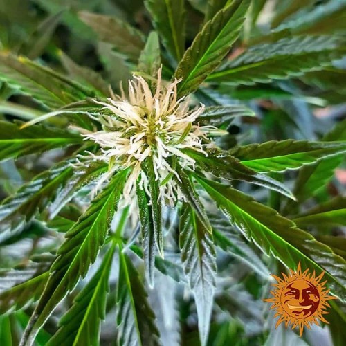 Насіння Auto Zkittlez OG Feminised